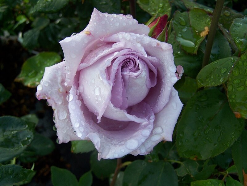 Purple Rose with Water Droplets — Calm, Morning, Photograph