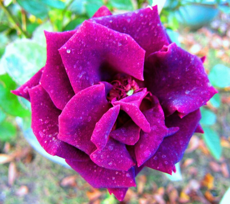 Purple Rose with Water Droplets — Calm, Morning