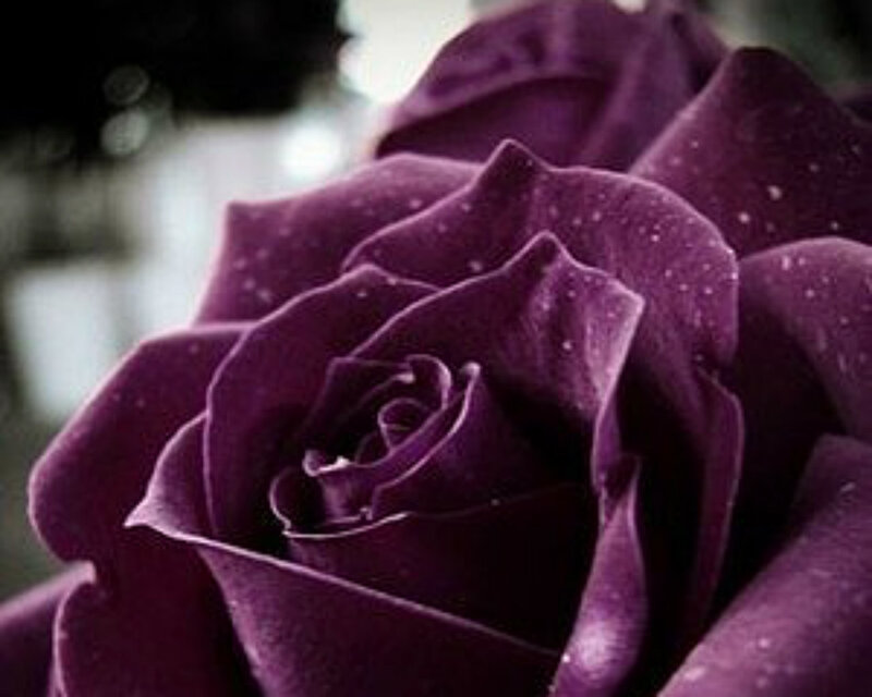Purple Rose with Water Droplets — Calm, Photograph, Flower