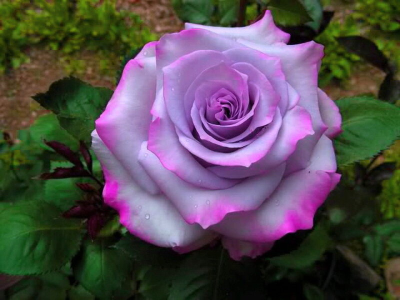 Purple Rose with Water Droplets — Calm, Photograph