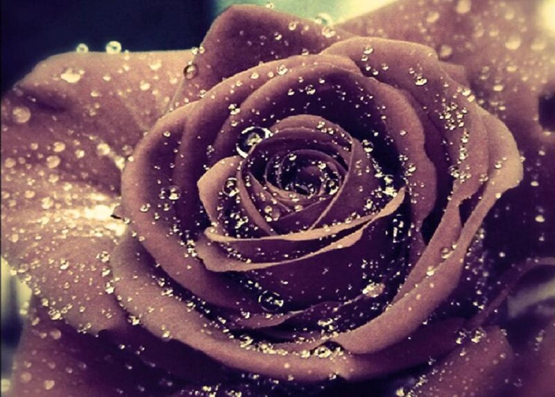 Purple Rose with Water Droplets — Calm, Photograph, Water Droplets