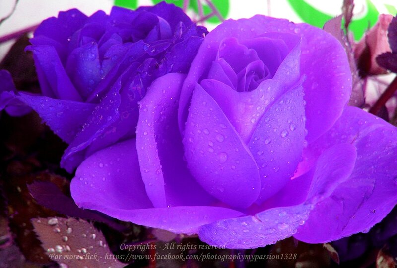 Purple Rose with Water Droplets — Damp