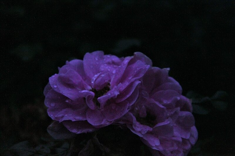 Purple Rose with Water Droplets — Dark