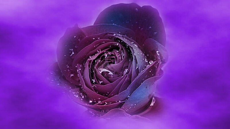 Purple Rose with Water Droplets — Dramatic, Black