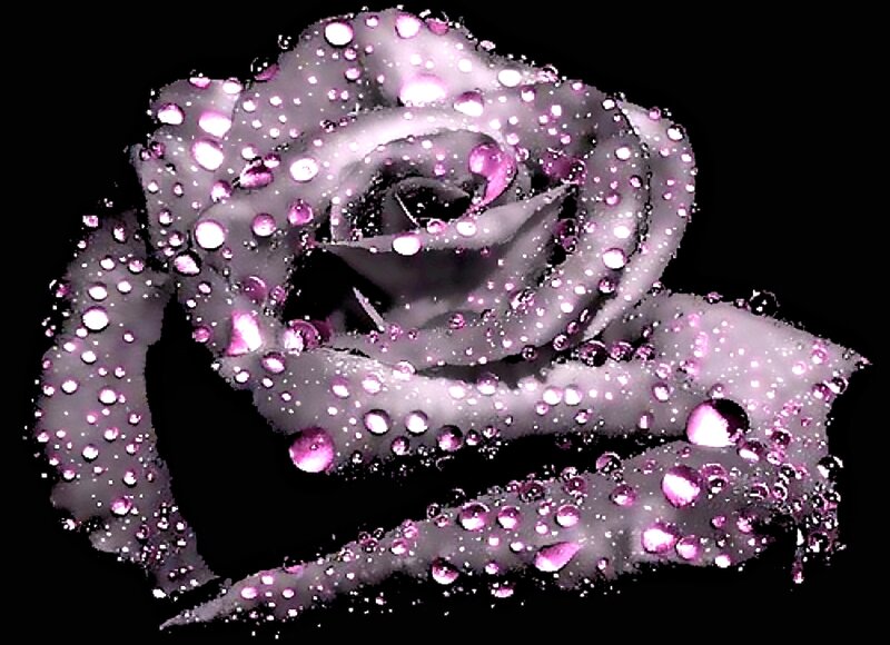 Purple Rose with Water Droplets — Dramatic, Digital Art