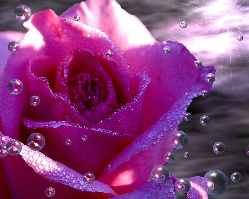Purple Rose with Water Droplets — Dramatic, Digital Art, Water Droplets