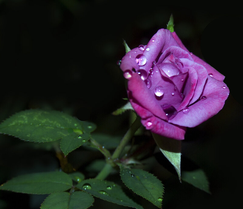 Purple Rose with Water Droplets — Dramatic, Night, Photograph, Green Leaves