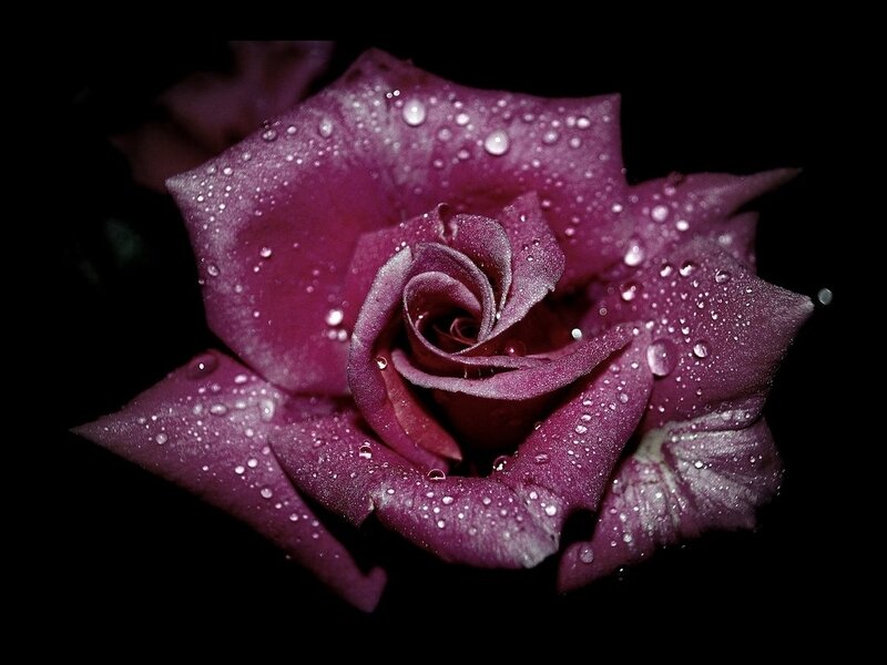 Purple Rose with Water Droplets — Dramatic, Night, Photograph