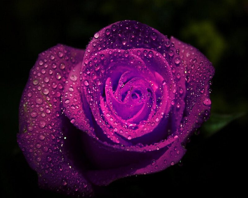 Purple Rose with Water Droplets — Dramatic, Night, Photograph, Water Droplets, Black