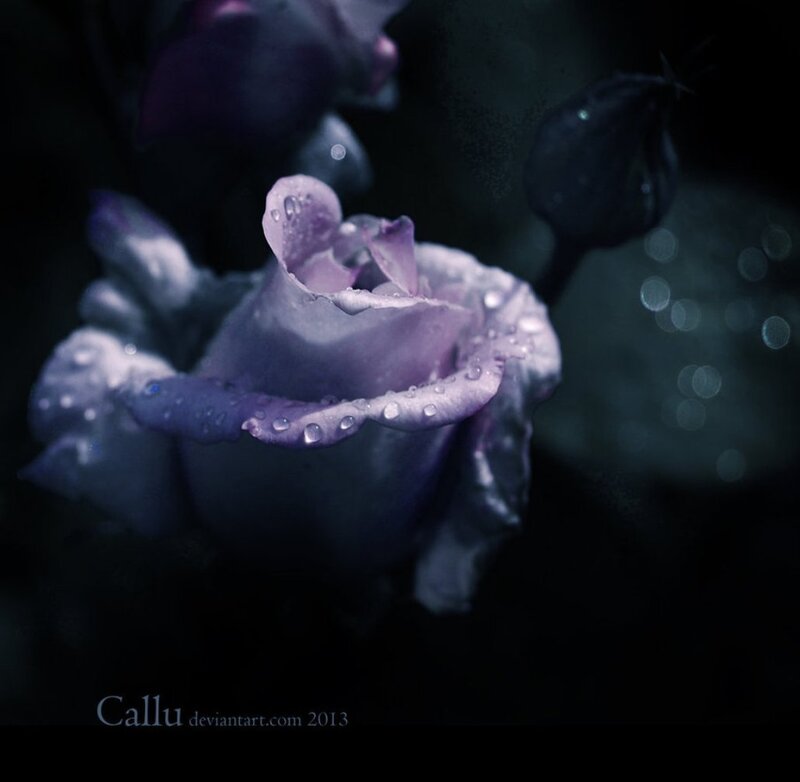 Purple Rose with Water Droplets — Dramatic, Night, Photograph, Water Droplets, Bloom