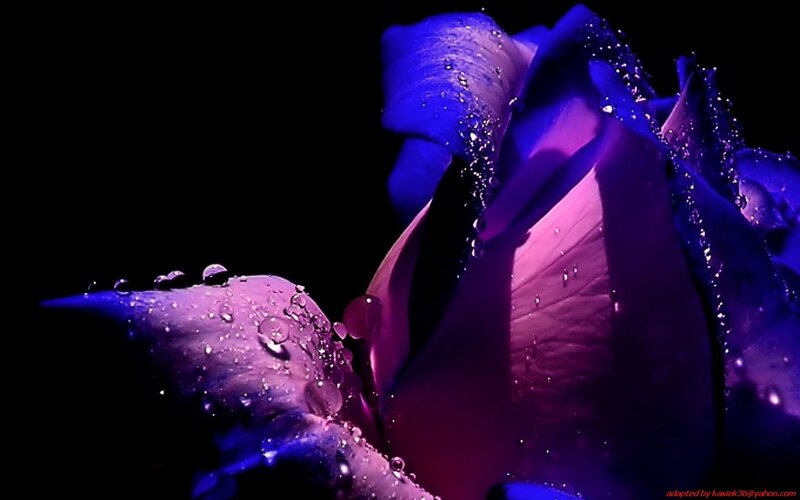 Purple Rose with Water Droplets — Dramatic, Night, Photograph, Water Droplets, Dark Background, Blue