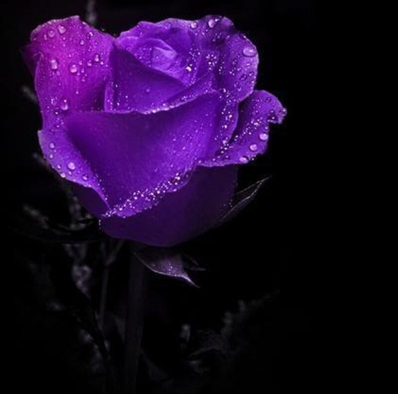 Purple Rose with Water Droplets — Dramatic, Night, Photograph, Water Droplets, Dark Background