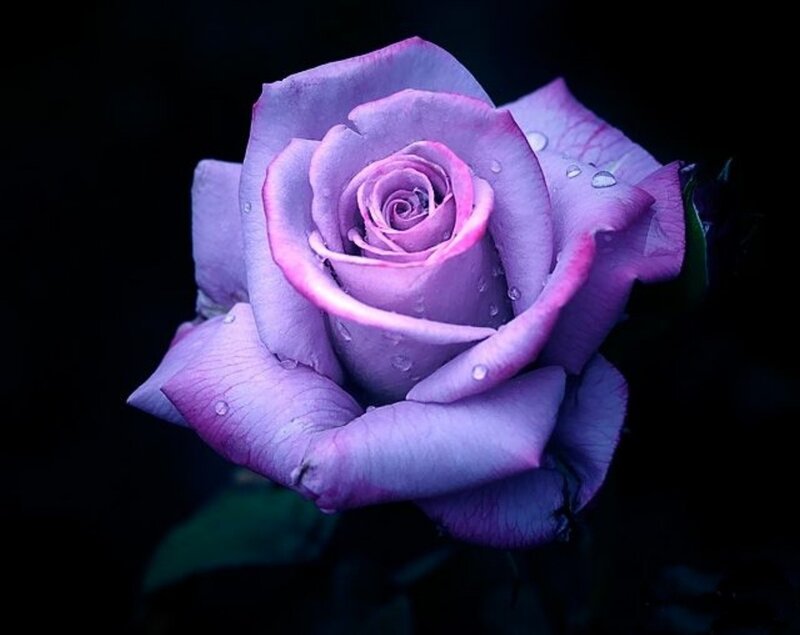 Purple Rose with Water Droplets — Dramatic, Night, Photograph, Water Droplets