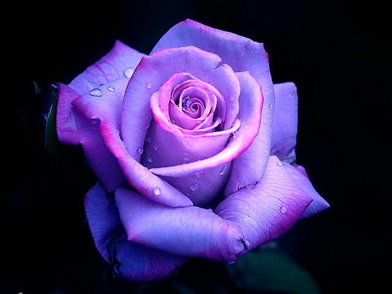 Purple Rose with Water Droplets — Dramatic, Night
