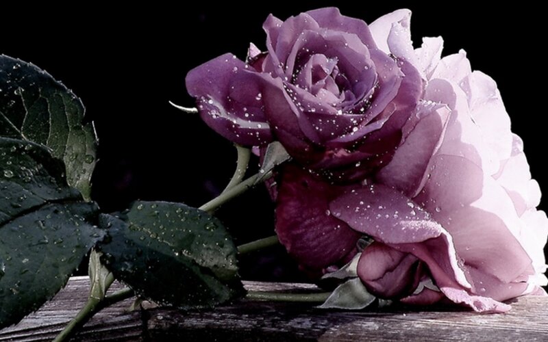 Purple Rose with Water Droplets — Dramatic, Photograph, Leaf