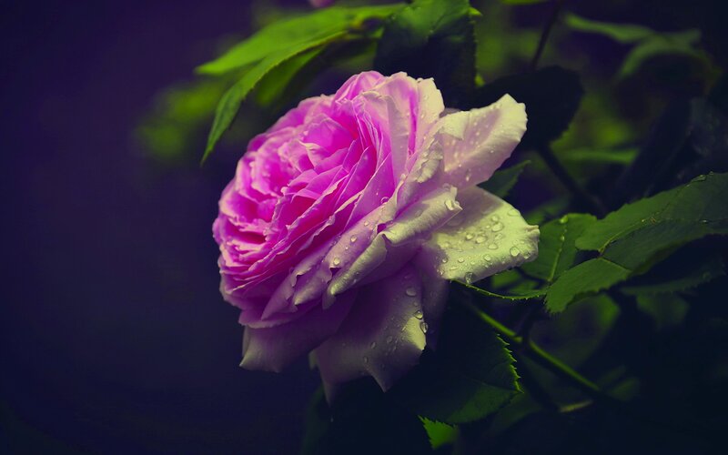 Purple Rose with Water Droplets — Dramatic, Photograph, Leaves