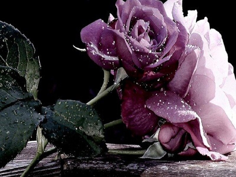 Purple Rose with Water Droplets — Dramatic, Photograph, Leaves, Wooden Surface