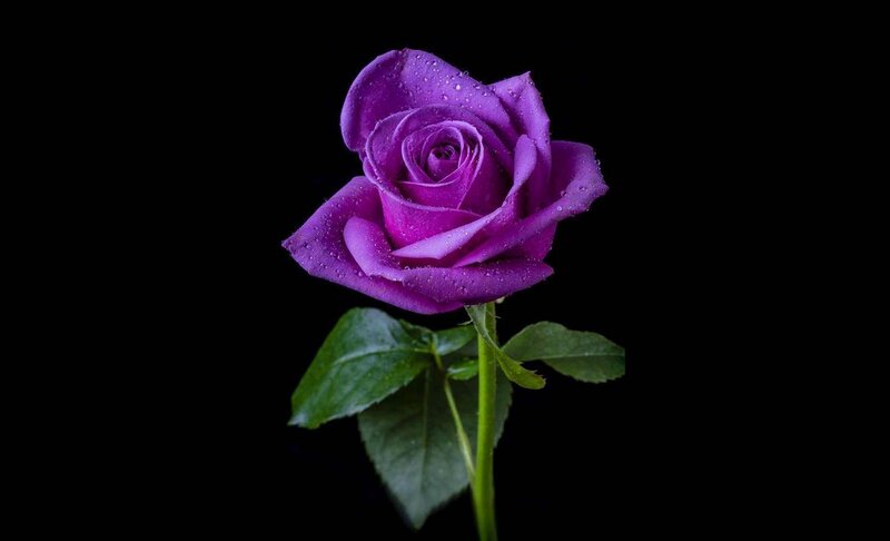 Purple Rose with Water Droplets — Dramatic, Photograph, Stem