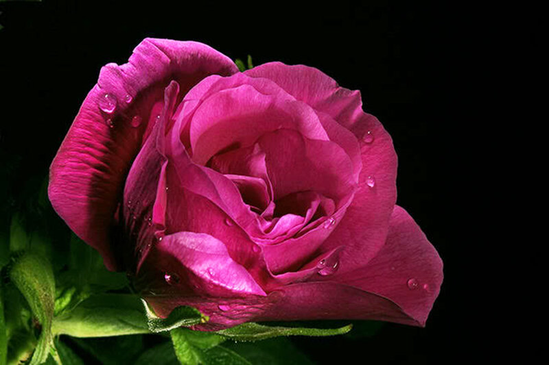 Purple Rose with Water Droplets — Dramatic, Photograph
