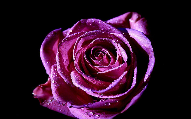 Purple Rose with Water Droplets — Dramatic, Photograph, Water Droplets, Black Background