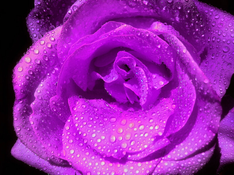 Purple Rose with Water Droplets — Dramatic, Photograph, Water Droplets, Black Background, White