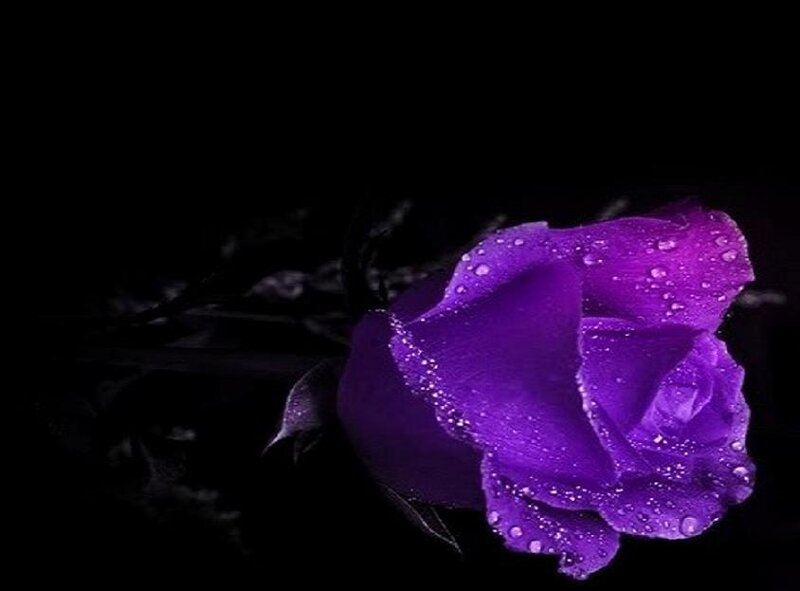 Purple Rose with Water Droplets — Dramatic, Photograph, Water Droplets, Dark Background, Black