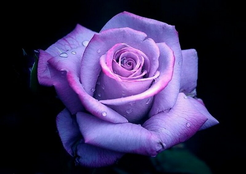 Purple Rose with Water Droplets — Dramatic, Photograph, Water Droplets, Dark Background