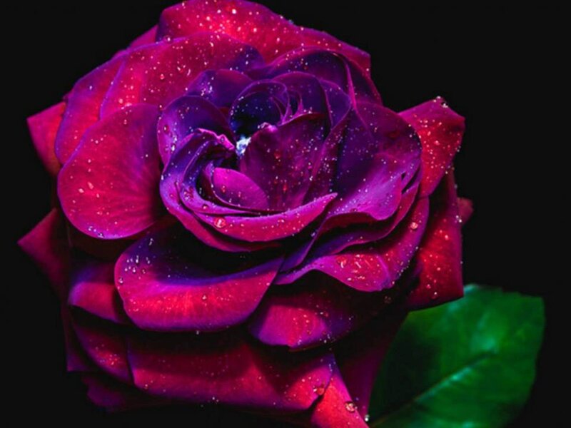 Purple Rose with Water Droplets — Dramatic, Photograph, Water Droplets, Green Leaf