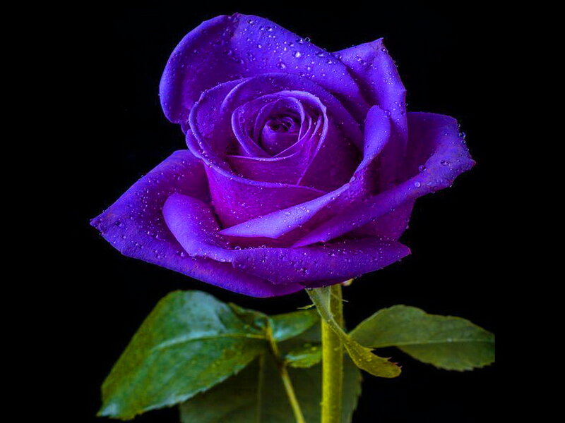 Purple Rose with Water Droplets — Dramatic, Photograph, Water Droplets, Green Leaves, Stem