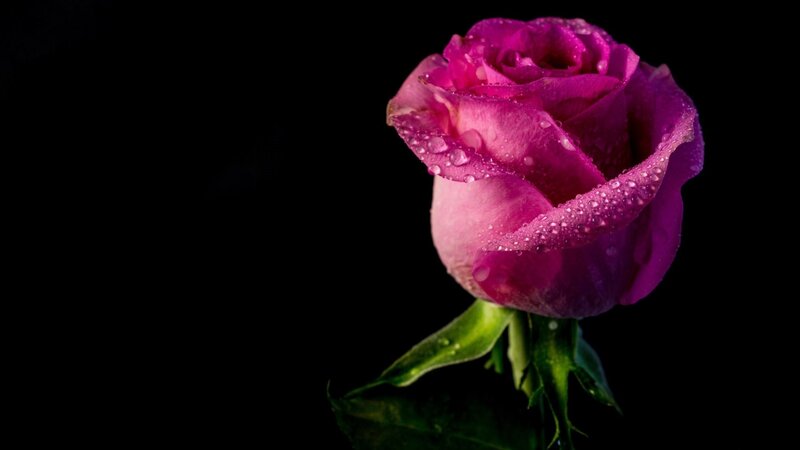 Purple Rose with Water Droplets — Dramatic, Photograph, Water Droplets, Green Stem, Black Background
