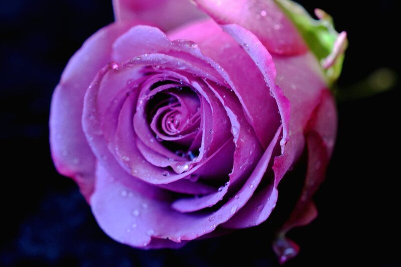 Purple Rose with Water Droplets — Dramatic, Photograph, Water Droplets, Green Stem