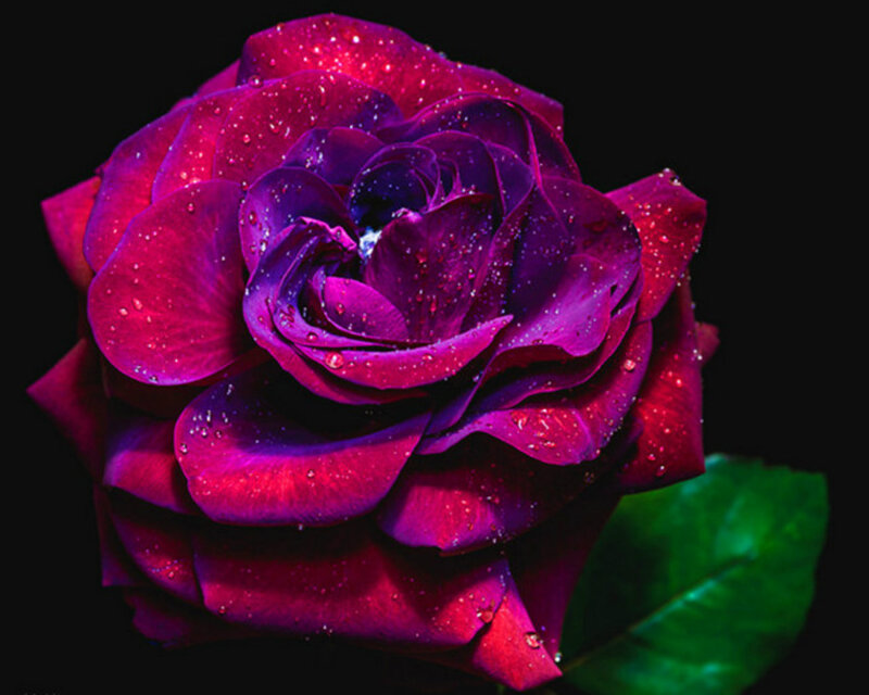 Purple Rose with Water Droplets — Dramatic, Photograph, Water Droplets, Leaf