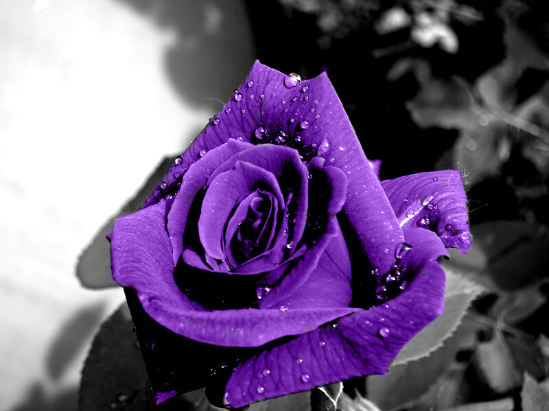 Purple Rose with Water Droplets — Dramatic, Photograph, Water Droplets, Leaves