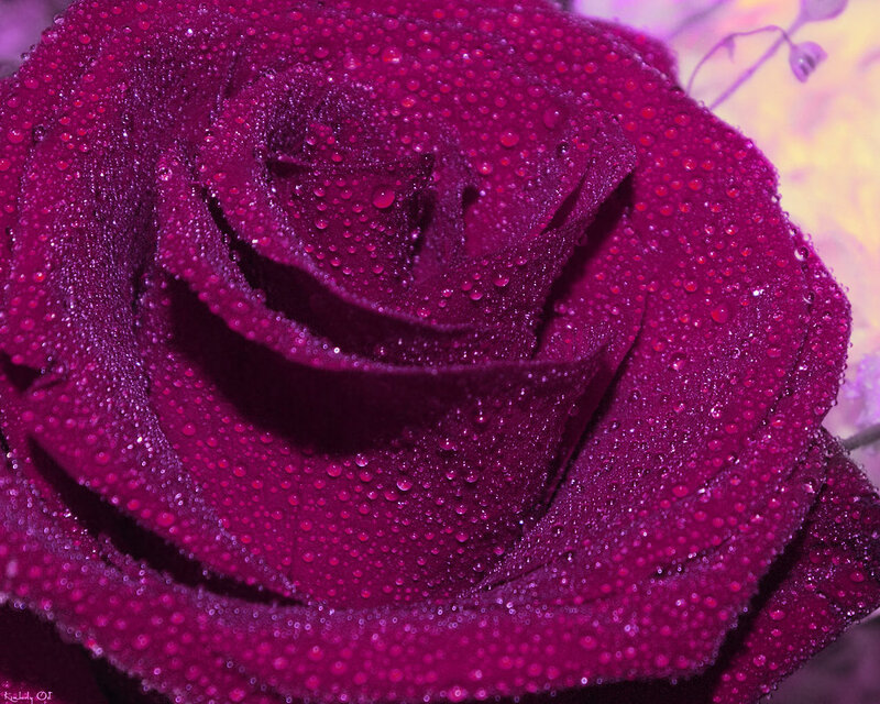 Purple Rose with Water Droplets — Dramatic, Photograph, Water Droplets, Petals
