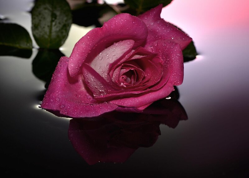 Purple Rose with Water Droplets — Dramatic, Photograph, Water Droplets, Reflection