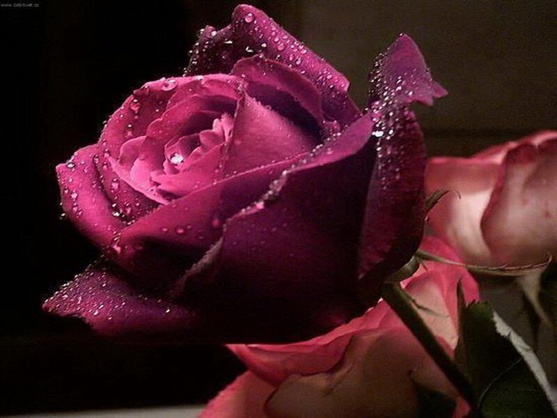 Purple Rose with Water Droplets — Dramatic, Photograph, Water Droplets, Stem, Leaf