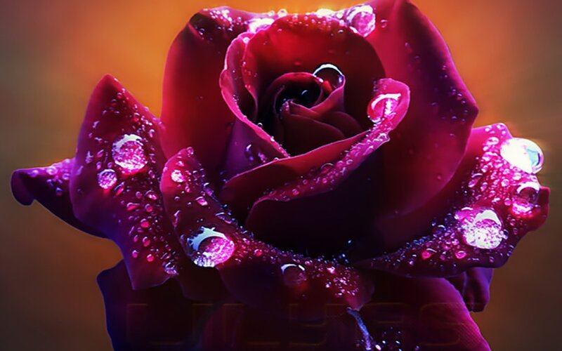 Purple Rose with Water Droplets — Dramatic, Sunset, Photograph