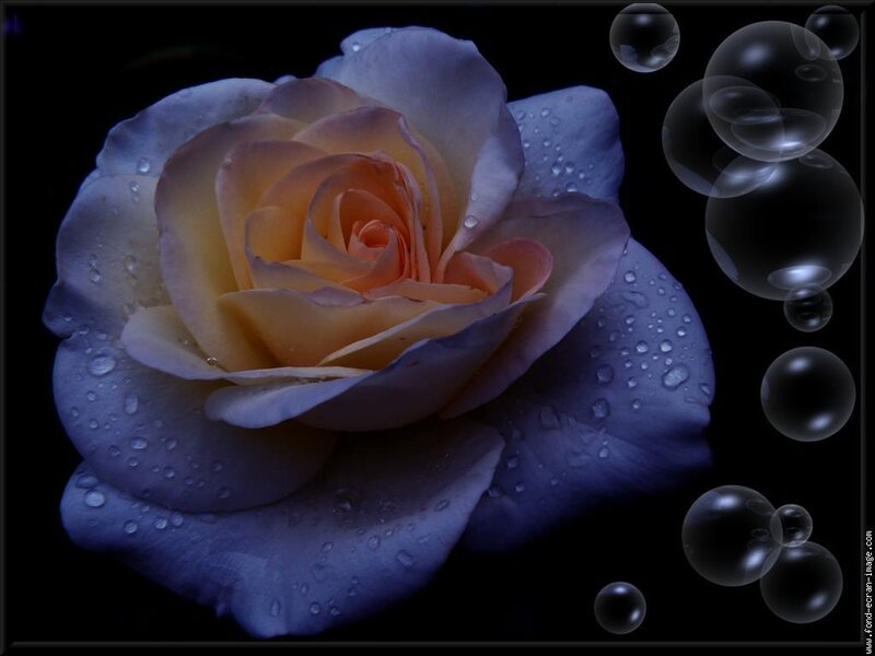 Purple Rose with Water Droplets — Dramatic