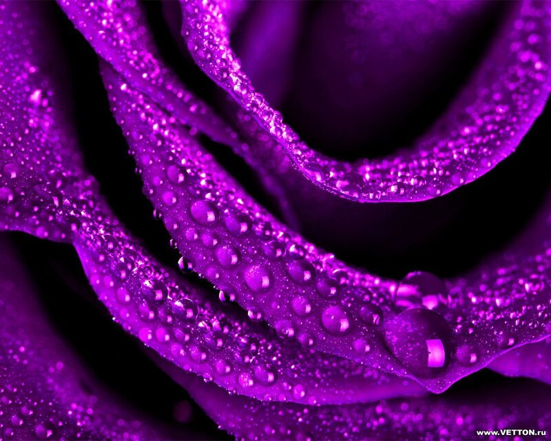 Purple Rose with Water Droplets — Dramatic, Water Droplets