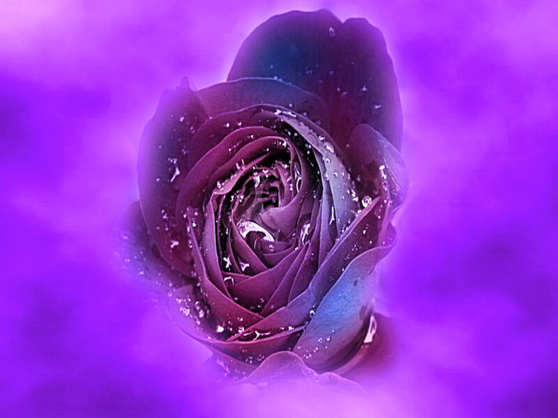 Purple Rose with Water Droplets — Dreamy