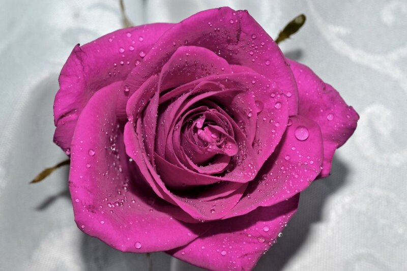 Purple Rose with Water Droplets — Magenta, Calm, Photograph