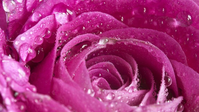 Purple Rose with Water Droplets — Magenta, Calm