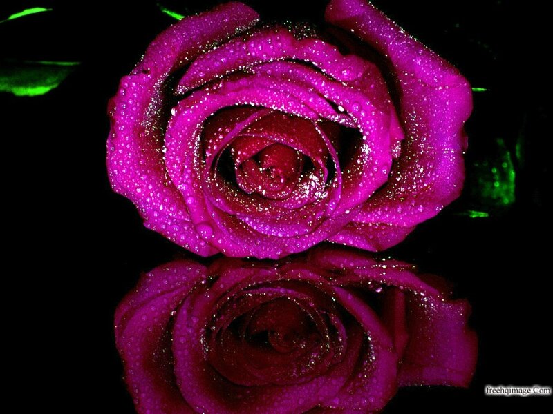 Purple Rose with Water Droplets — Magenta, Dramatic