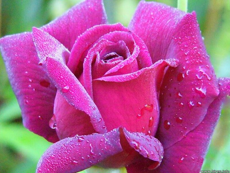 Purple Rose with Water Droplets — Magenta, Serene