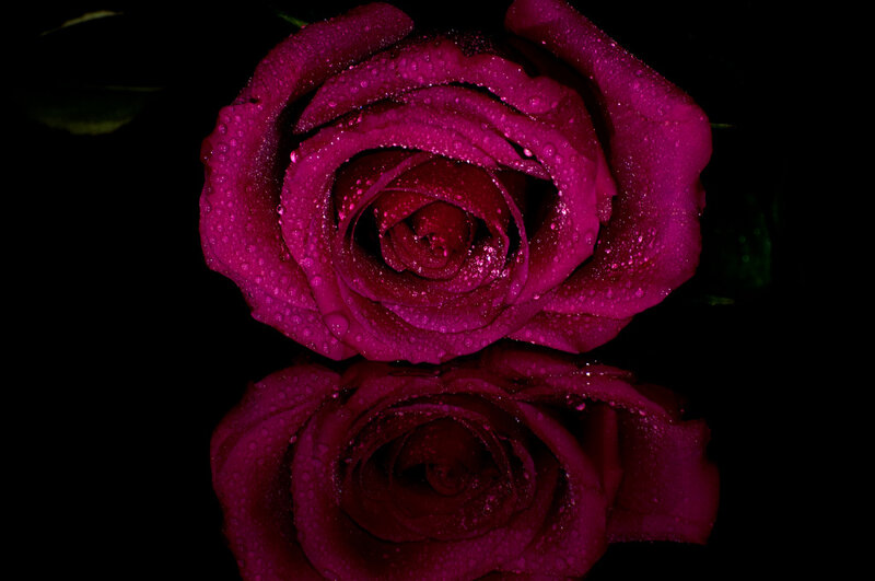 Purple Rose with Water Droplets — Magenta