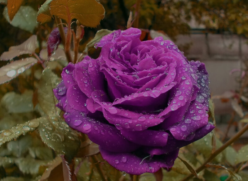 Purple Rose with Water Droplets — Moist