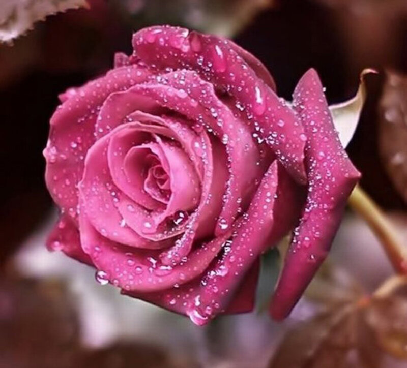 Purple Rose with Water Droplets — Pink, Calm, Photograph