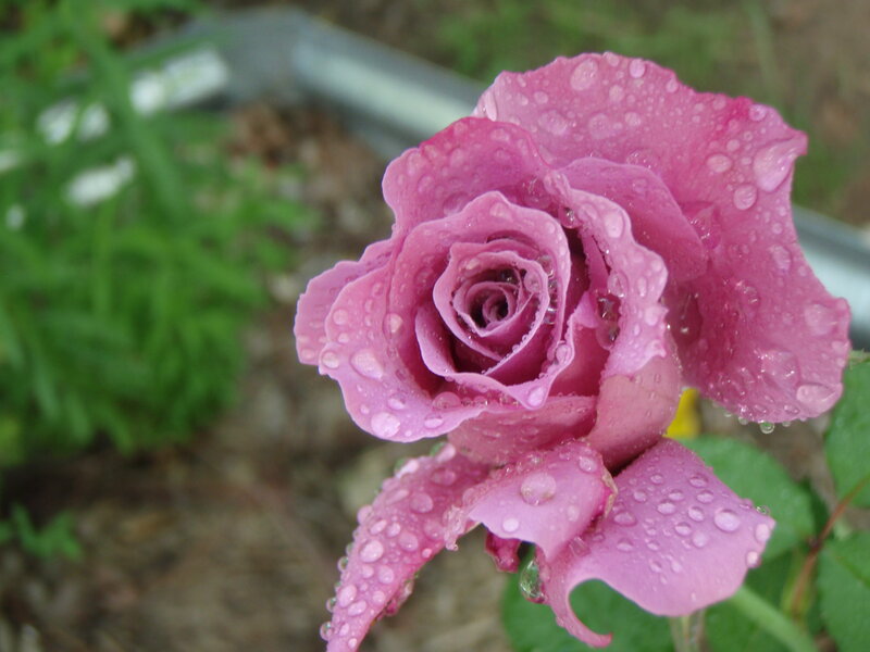 Purple Rose with Water Droplets — Pink, Calm