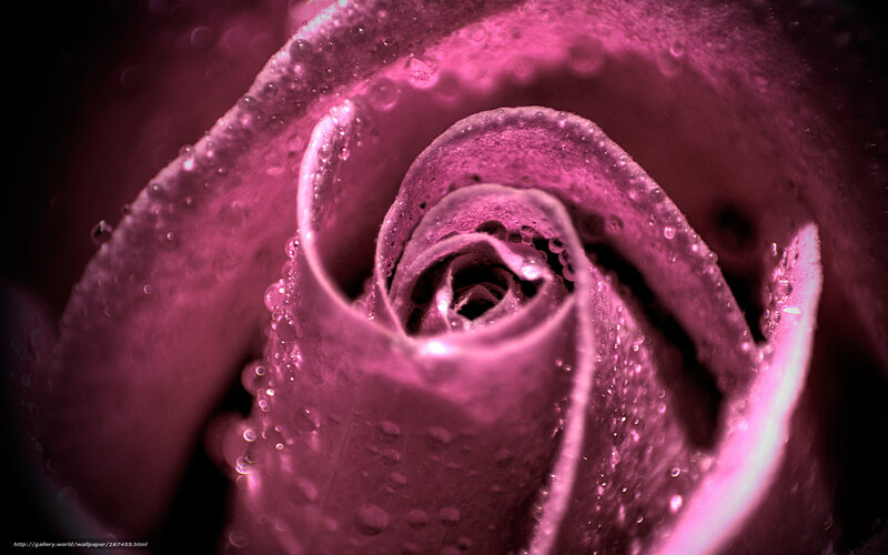 Purple Rose with Water Droplets — Pink, Dramatic