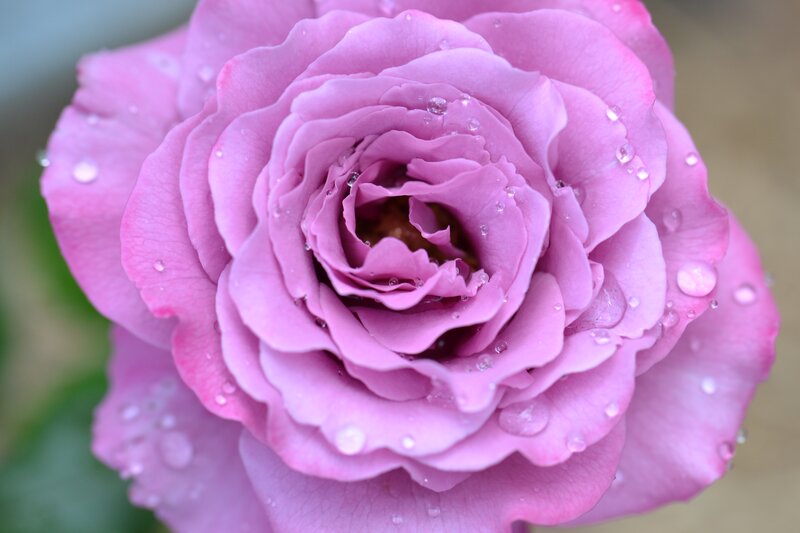 Purple Rose with Water Droplets — Pink, Serene